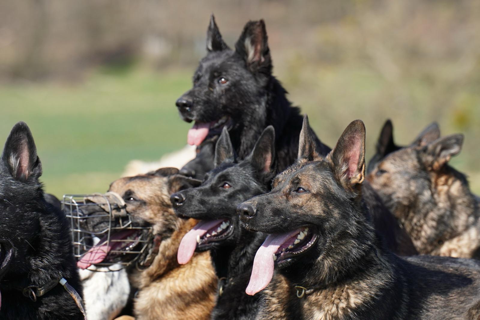 Hund auf dem Trainingsgelände während der Intensivwoche